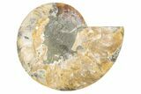 Cut & Polished Ammonite Fossil (Half) - Madagascar #191654-1